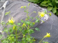 /album/rusticgarden/a12-6-012-jpg/